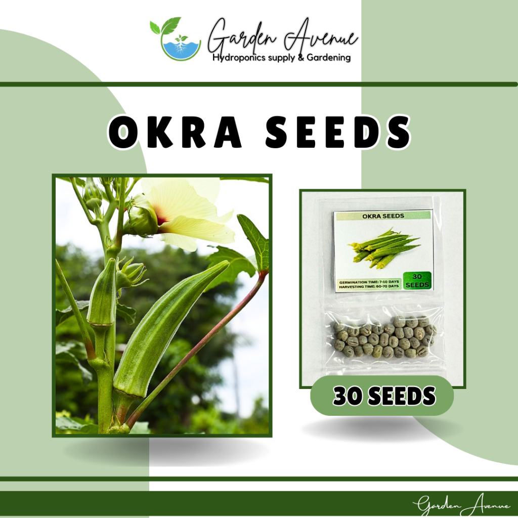 HYBRID OKRA SEEDS (30 SEEDS) SMOOTH GREEN VARIETY/EASY TO GROW/MORE