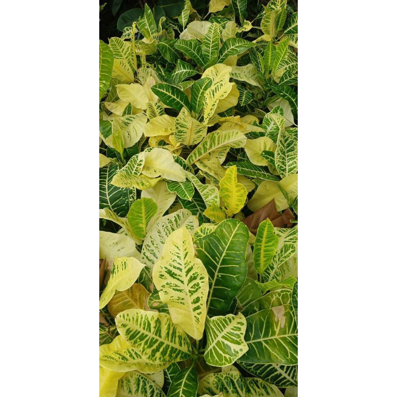 Smallsized Deliciosa Crotons Yellow Cabbage San Francisco • Live