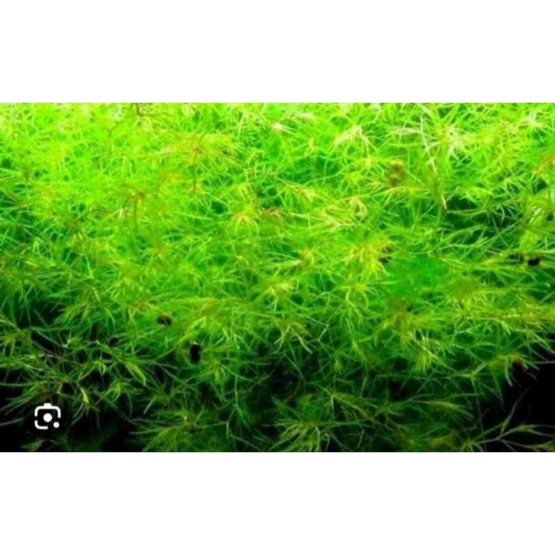 Aquatic plants and Foods For 24k full gold ribbon and long ear genes