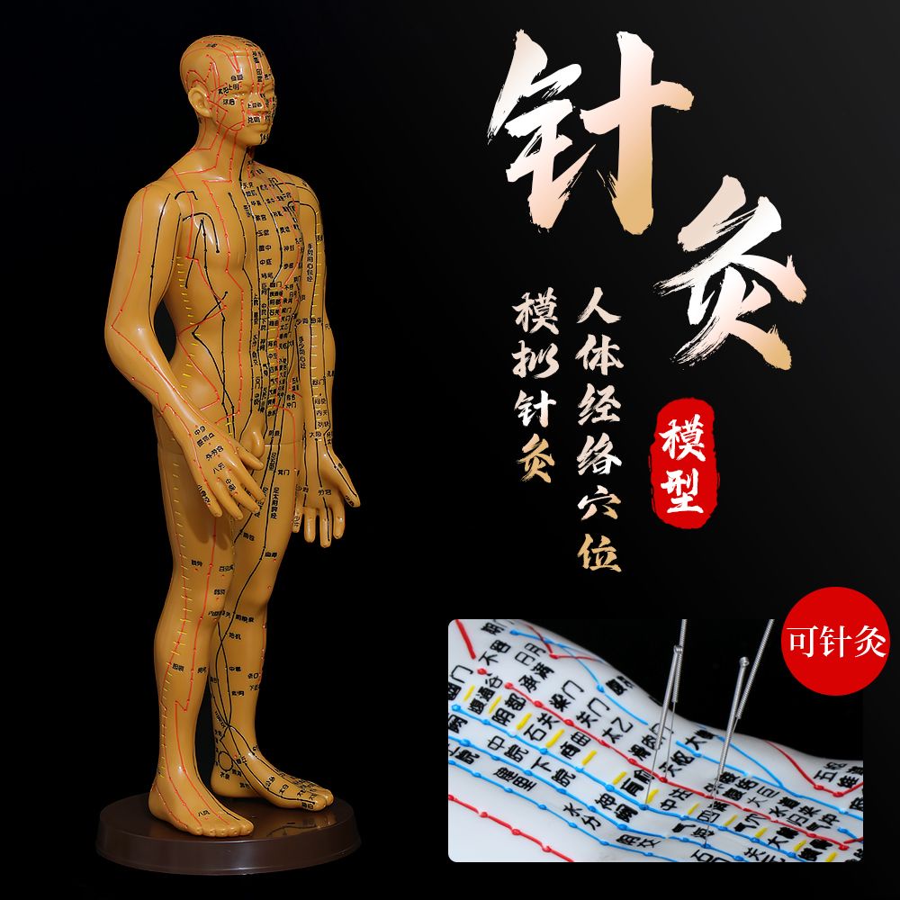 Traditional Chinese Medicine Health Care Human Body Meridian
