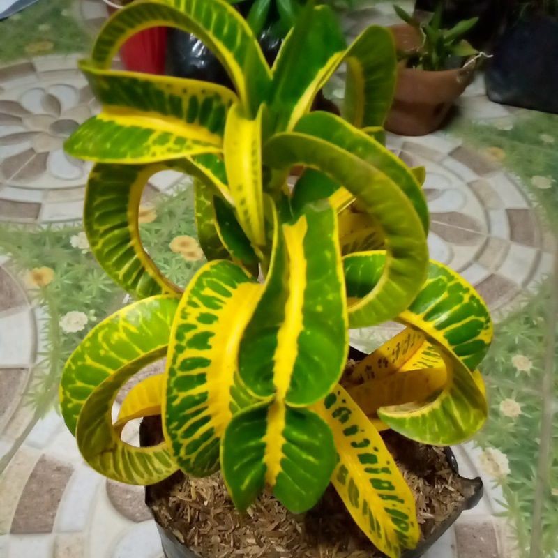 ♞Ram's horn croton (Rare) (in polybag) LUZON ONLY Shopee Philippines
