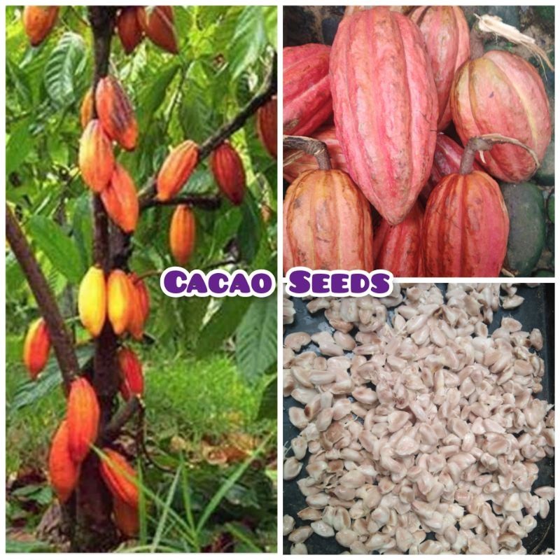 Cacao Seeds Trinitario for Planting (30 pcs Seeds Buy 1 get 1 free