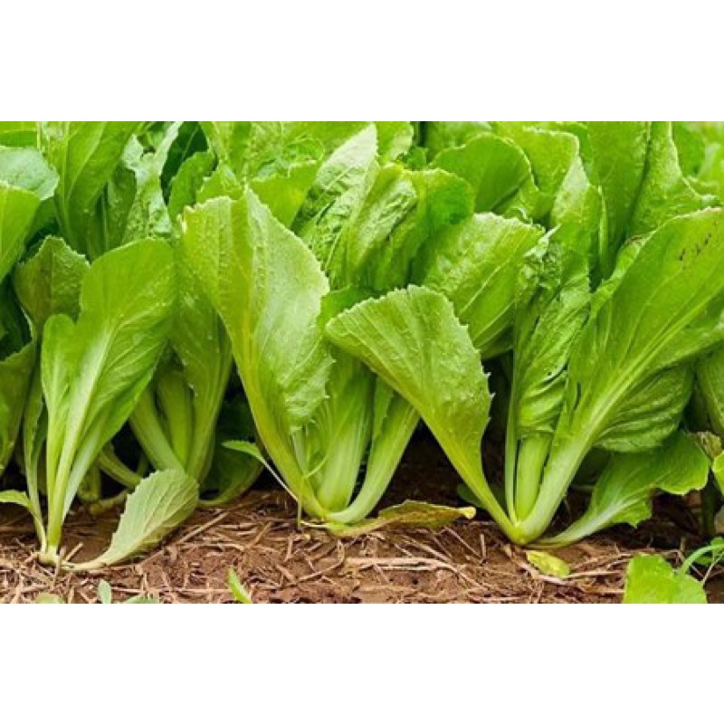 Mustard Green Seeds 300Pcs Fr SG Shopee Singapore