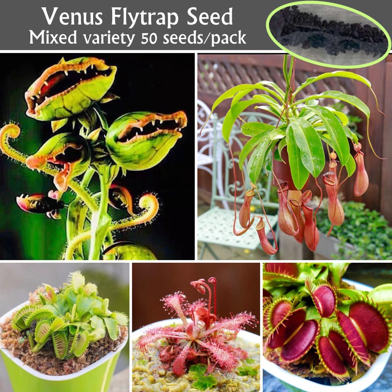 50seeds Mixed Variety Venus Flytrap Seed for Planting High Germination