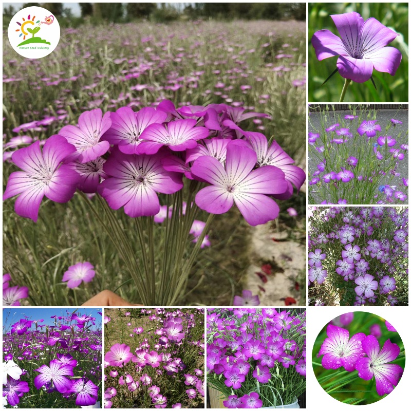 50 Pcs Seeds/pack Agrostemma githago Bonsai Flower Seeds Flowering