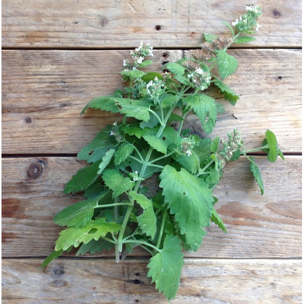 Catnip Seeds for Planting (5g/25g) Shopee Singapore