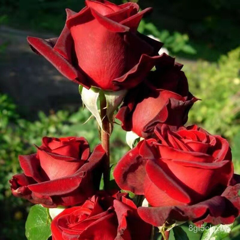 🍀🌺【Easy to bloom】BUY 1 GET 1 FREESingapore 100Pcs/ Bag Red Rose Flowers