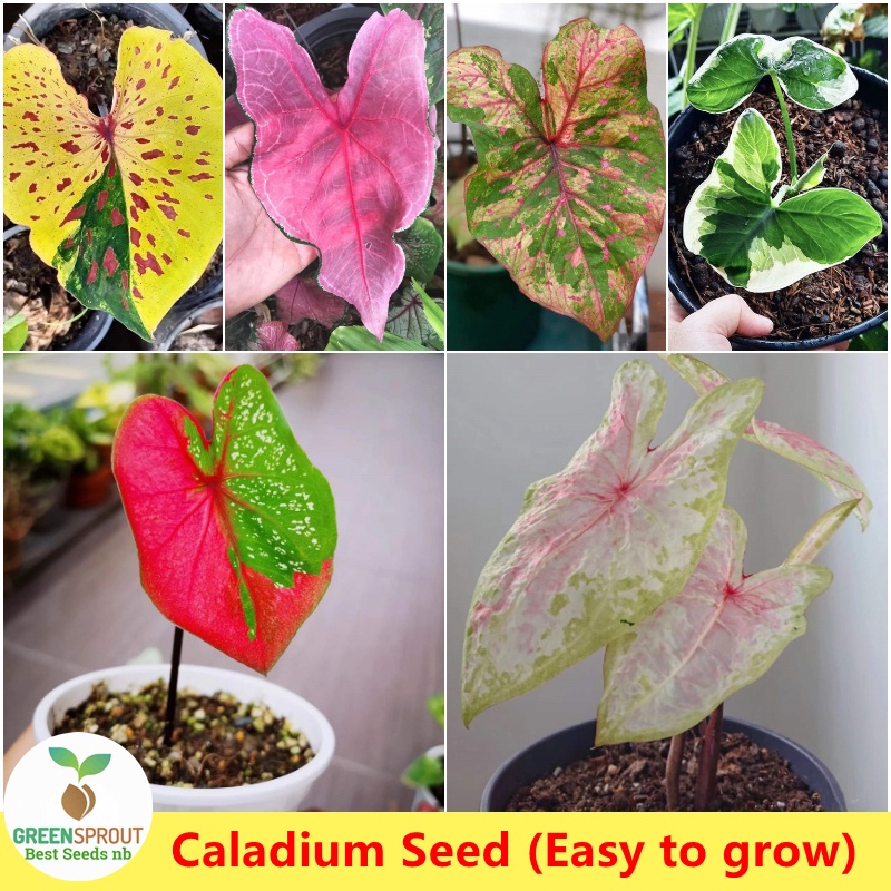 Singapore Easy To Grow Mixed Color Rare Caladium Seeds Beautiful Flower