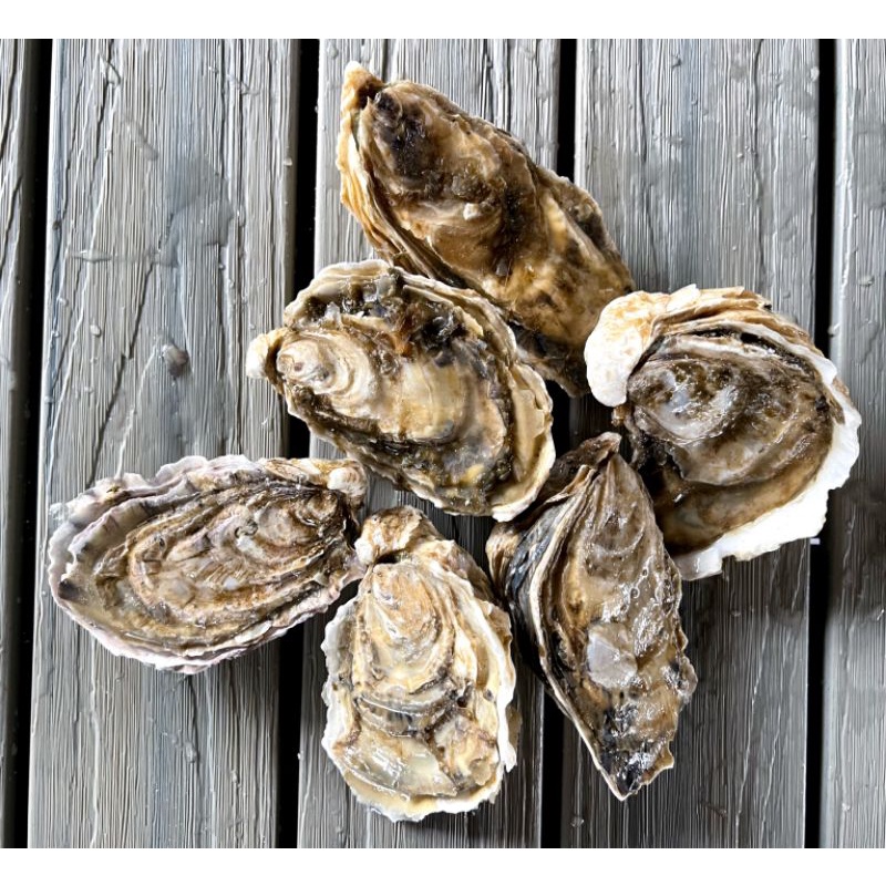 Live Canada Oysters (Promo) Shopee Singapore