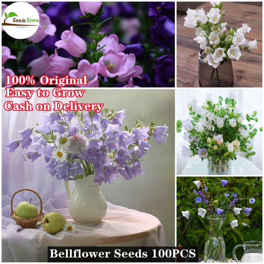 SG Ready Stock Bellflower Seeds 200pcs Hot Sale Flower Seeds for Planting Rare Beautiful Live