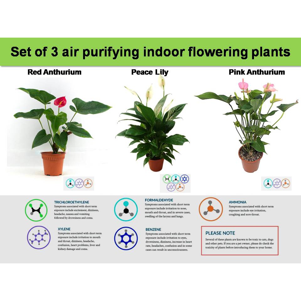 Set of 3 air purifying indoor and shadetolerant flowering plants (NASA