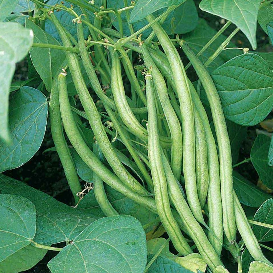10 French Beans Bush (Dwarf) French Beans Seeds Plant seeds Garden