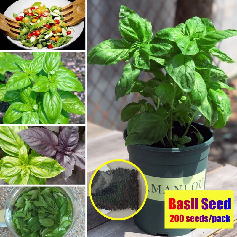 Edible Sweet Basil Seeds for Planting (200 Seeds/pack) Selasih Tanam