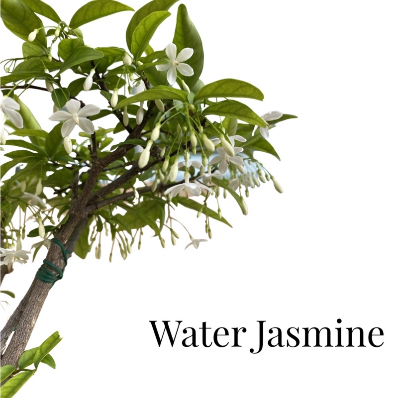 Bonsai Water Jasmine with Fragrant white flowers Shopee Singapore