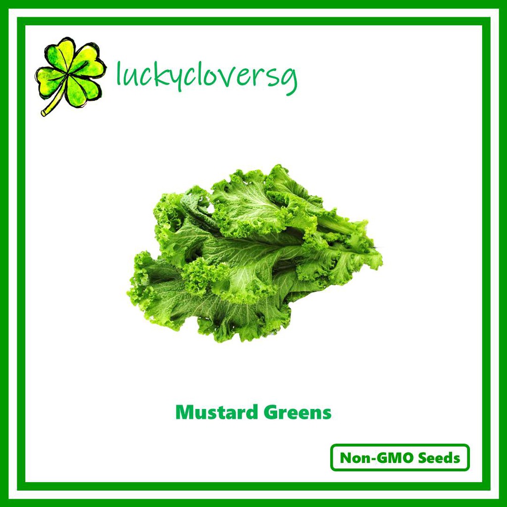 Mustard Green / Leaf Mustards / Chinese Mustards *Seeds from SG