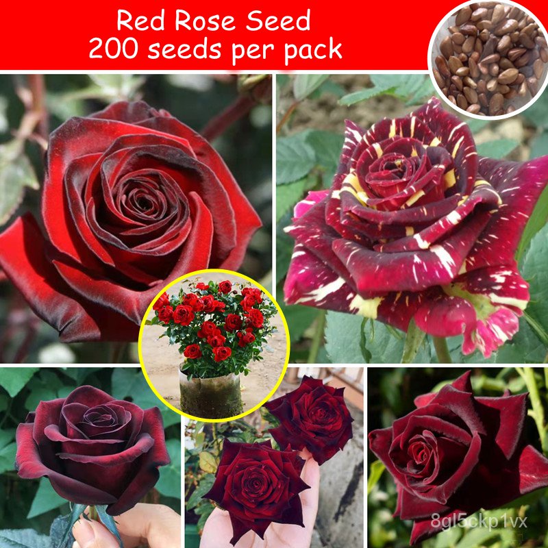 🌺【HOT SALE】100pcs/ Bag Red Rose Flowers Seeds for Planting Romantic