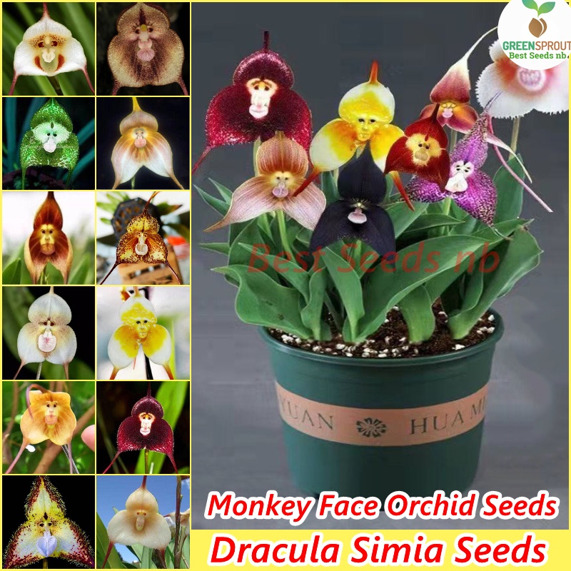 [100 Original Seed] Mixed Dracula Simia Seeds Monkey Face Orchid