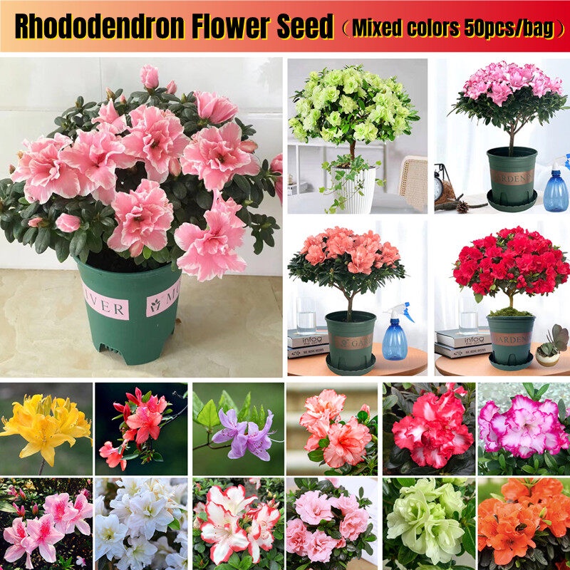[Easy To Grow In Singapore] Rare Rhododendron Flower Seed for Sale