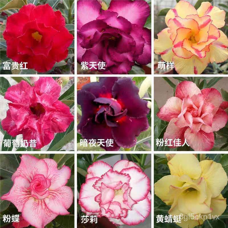 🌺【HOT SALE】H039Imported desert rose seeds are easy to grow🌹🌺 Shopee