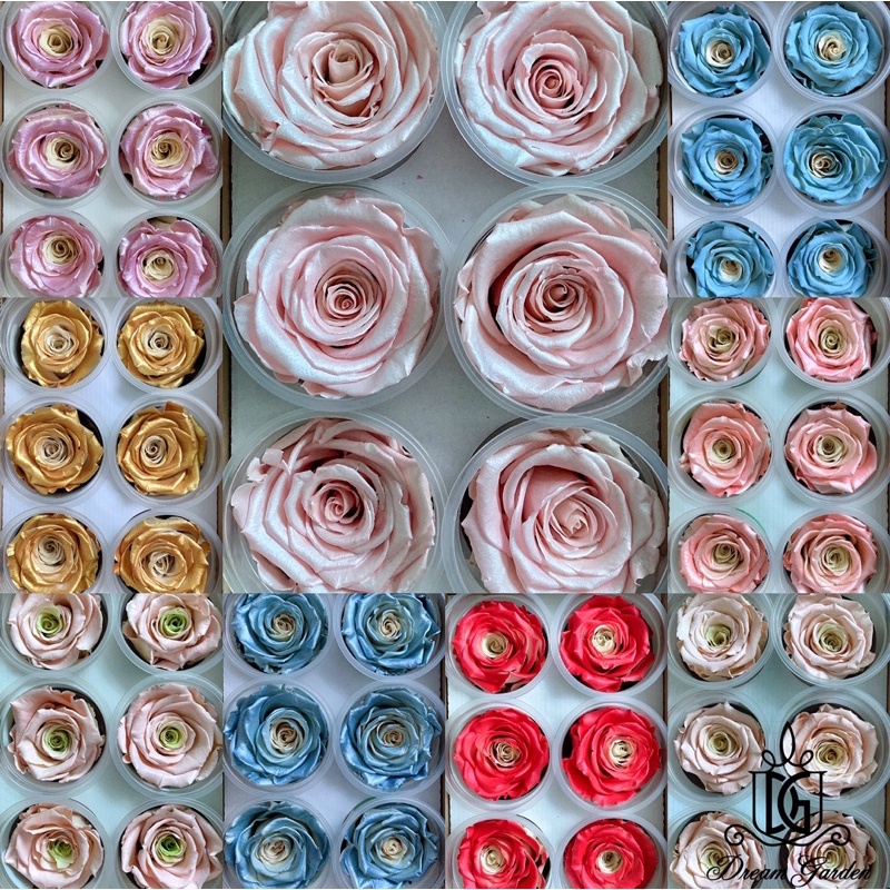 🇸🇬[SG Stock]🇸🇬SG Local Largest Wholesaler RoseAmor Pearl Color