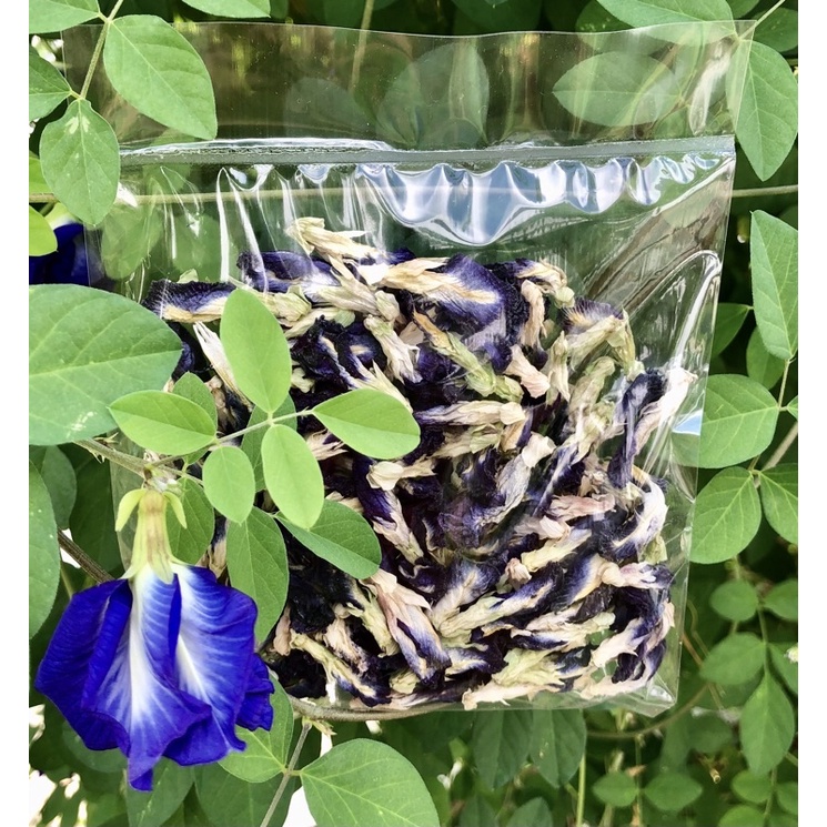100 Sun dried Organic Blue Pea Flowers Shopee Singapore