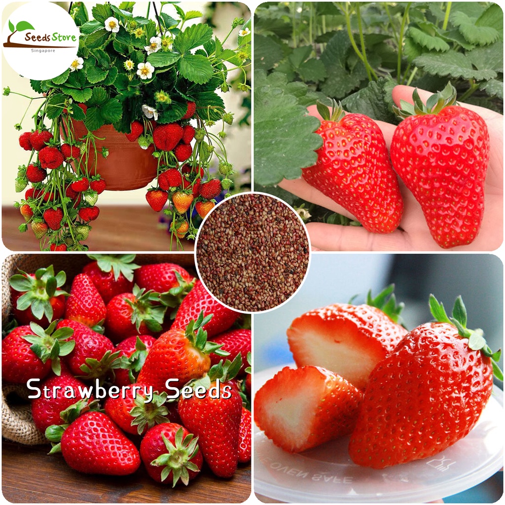 SG Ready Stock Dwarf Strawberry Seeds 1000pcs Sweet Fruit Tree Seeds