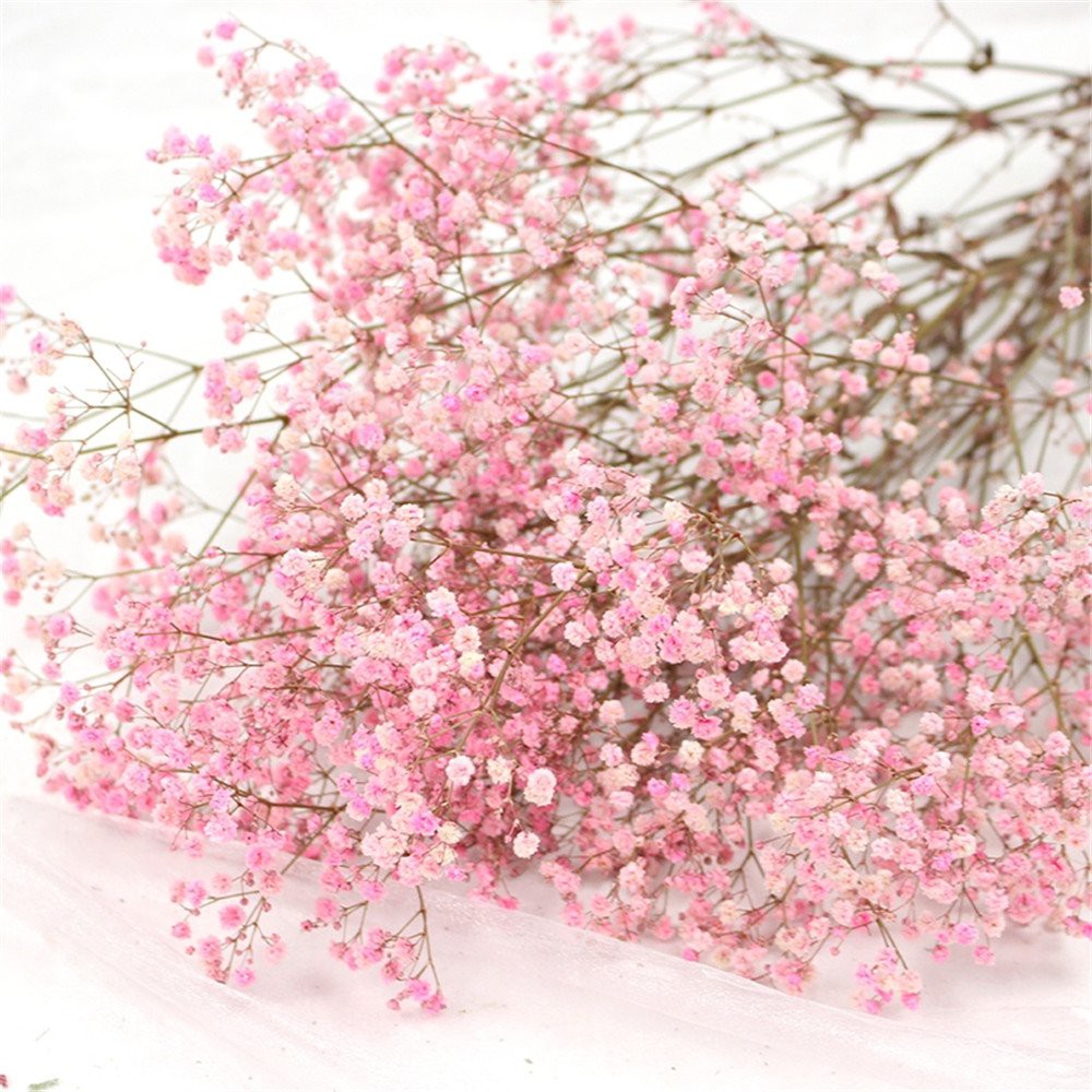 Fresh Baby's Breath Pink Gypsophila Fresh Flowers Arrangement Online