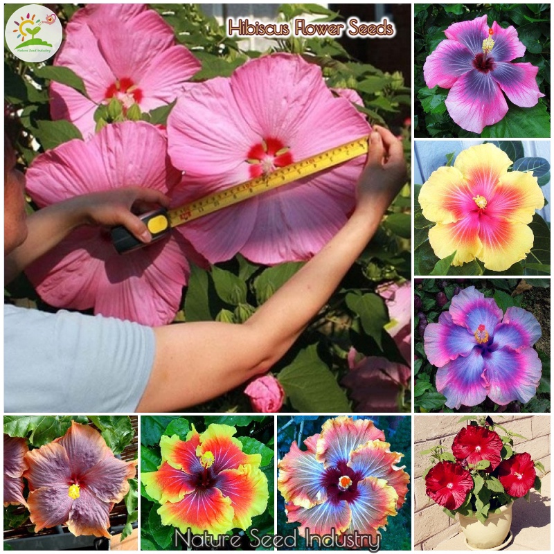 (100 pcs/bag) Giant Hibiscus Flower Seeds Big Flowers Flowering Plants Seeds Indoor Plants Real