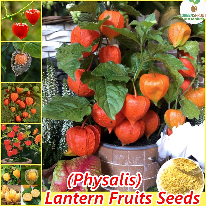 Rare Fruits Seed Lantern Fruit Seeds for Planting (100 seeds per pack