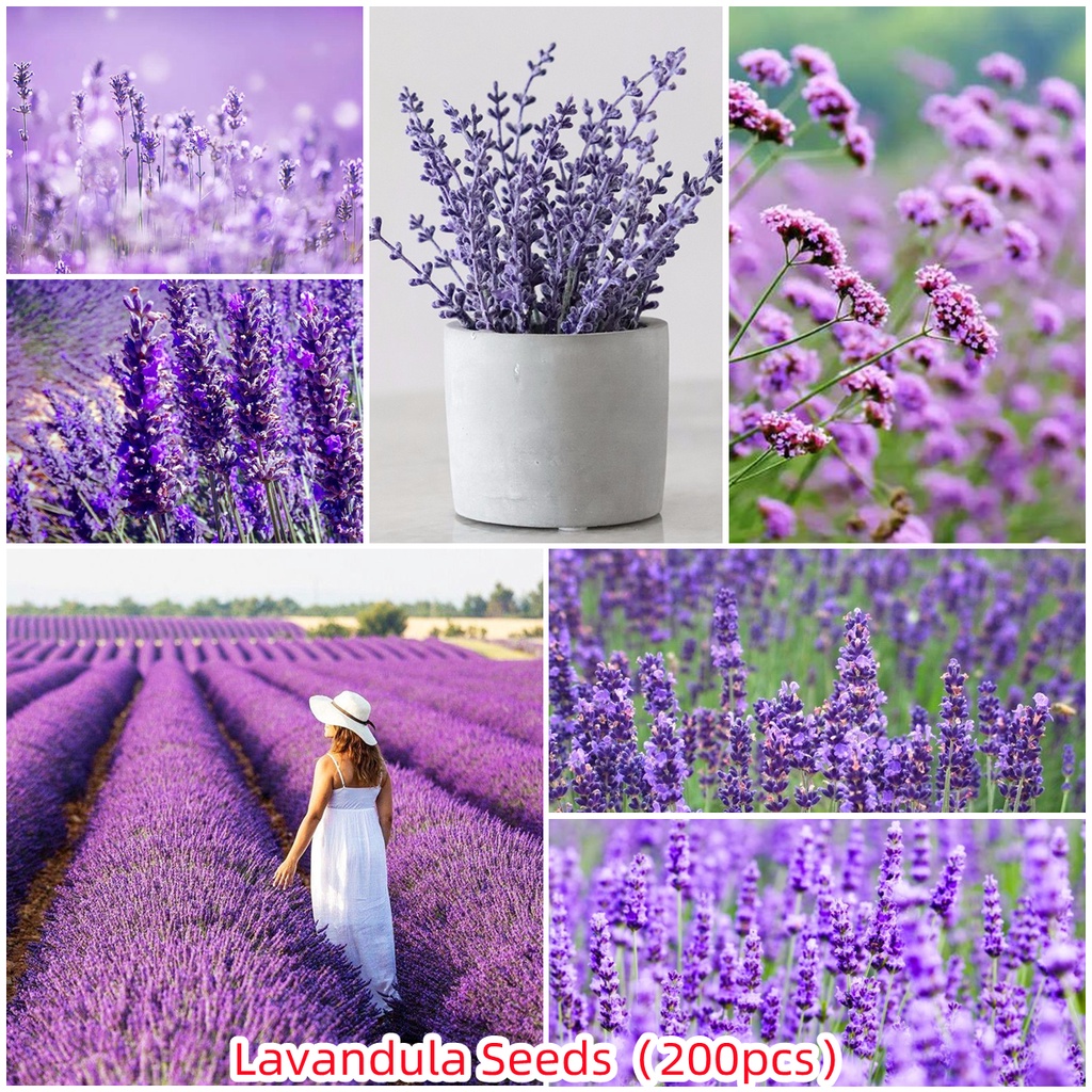 Singapore Ready Stock Lavender Lavandula 200 Seeds Per Pack Flower