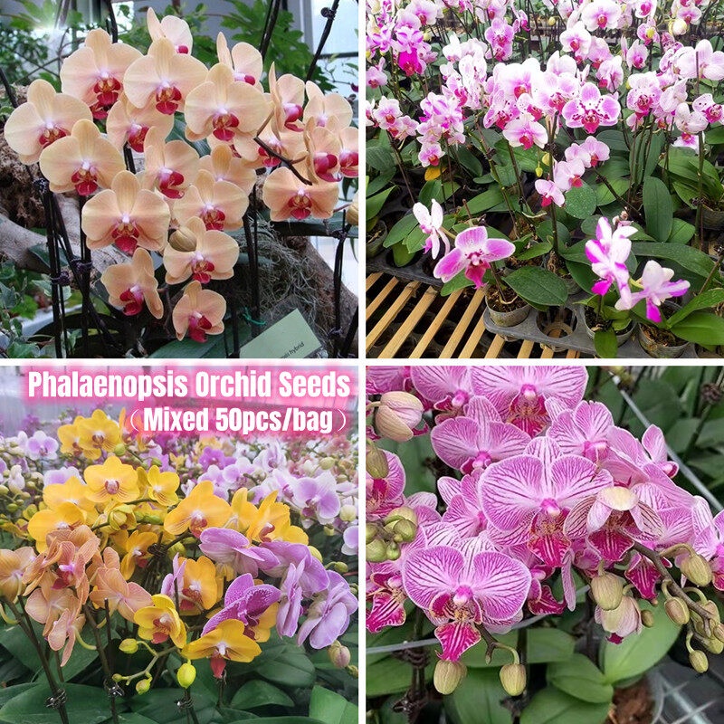 [Easy To Grow In Singapore] 50pcs Phalaenopsis Orchid Seeds for Sale