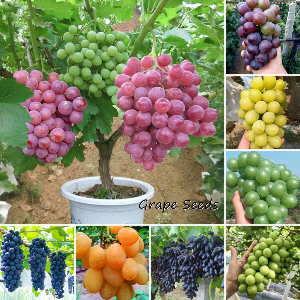 [Fast Germination] Singapore Ready Stock 100pcs Mixed Varieties Grape