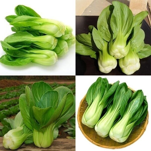 200pcs Pak Choi Seeds Vegetable Plants for Sale Microgreens Seeds Live