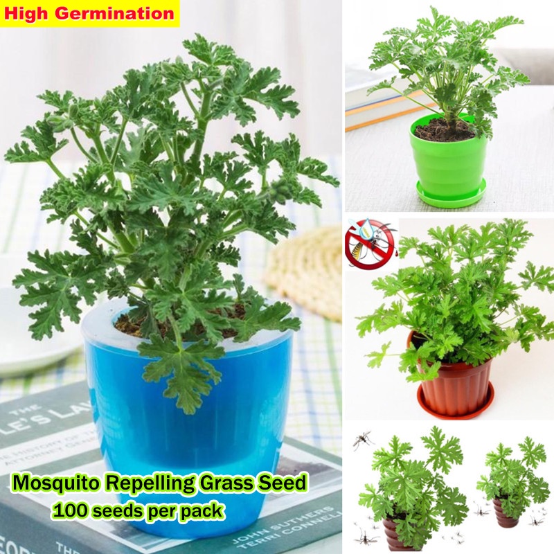100PCS Citronella Mosquito Repelling Plant Seeds for Sale Flower Seeds