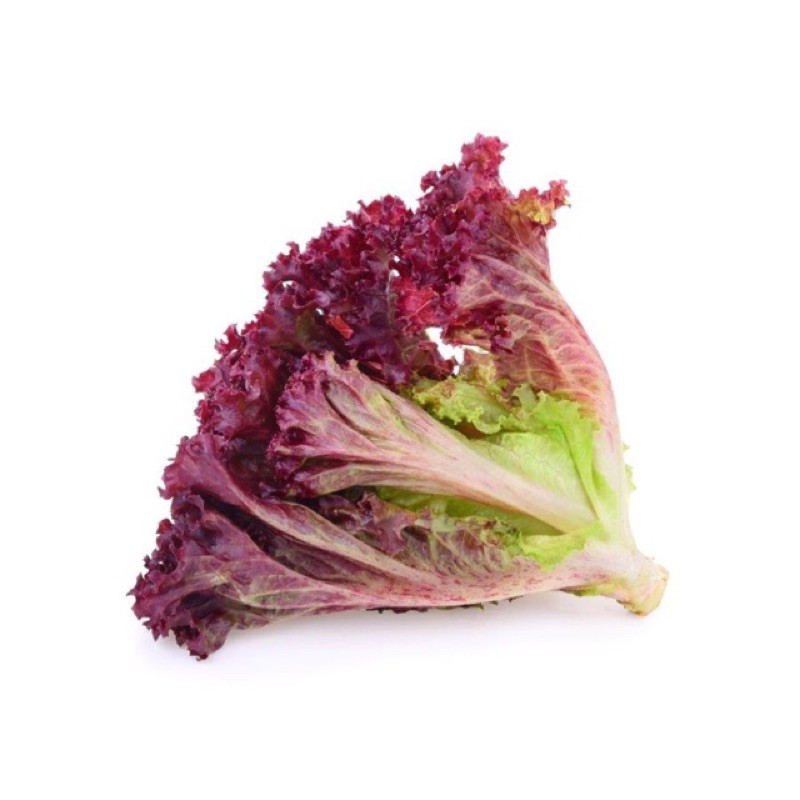 28.Coral Lettuce Purple Seeds 300pcs Free Normal Mail in SG Shopee