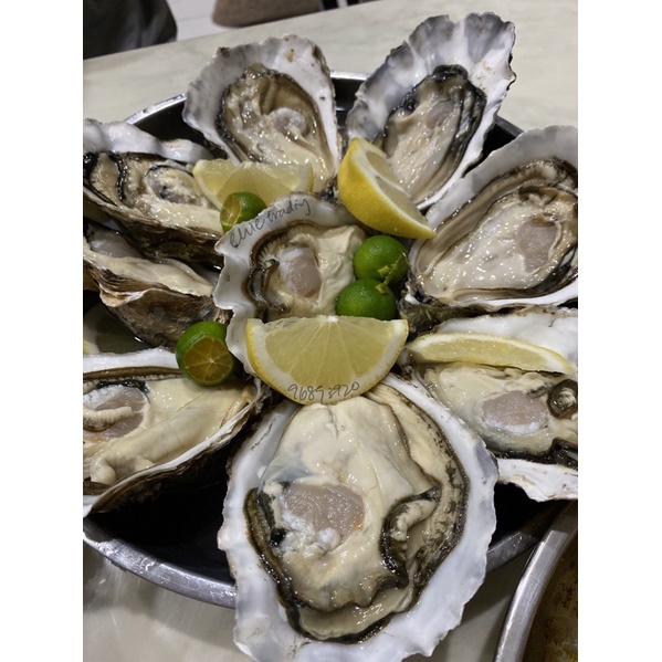 Fresh Live Oysters (Big Sized) Shopee Singapore
