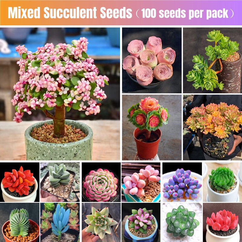 High Quality Bonsai Seeds (100pcs/bag) Succulent Plant Seeds for Sale