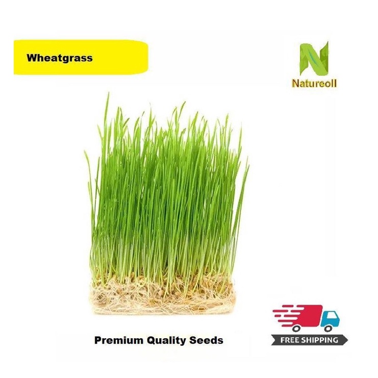 200pcs Organic Wheatgrass Seeds (Free Shipment via Normal Mail