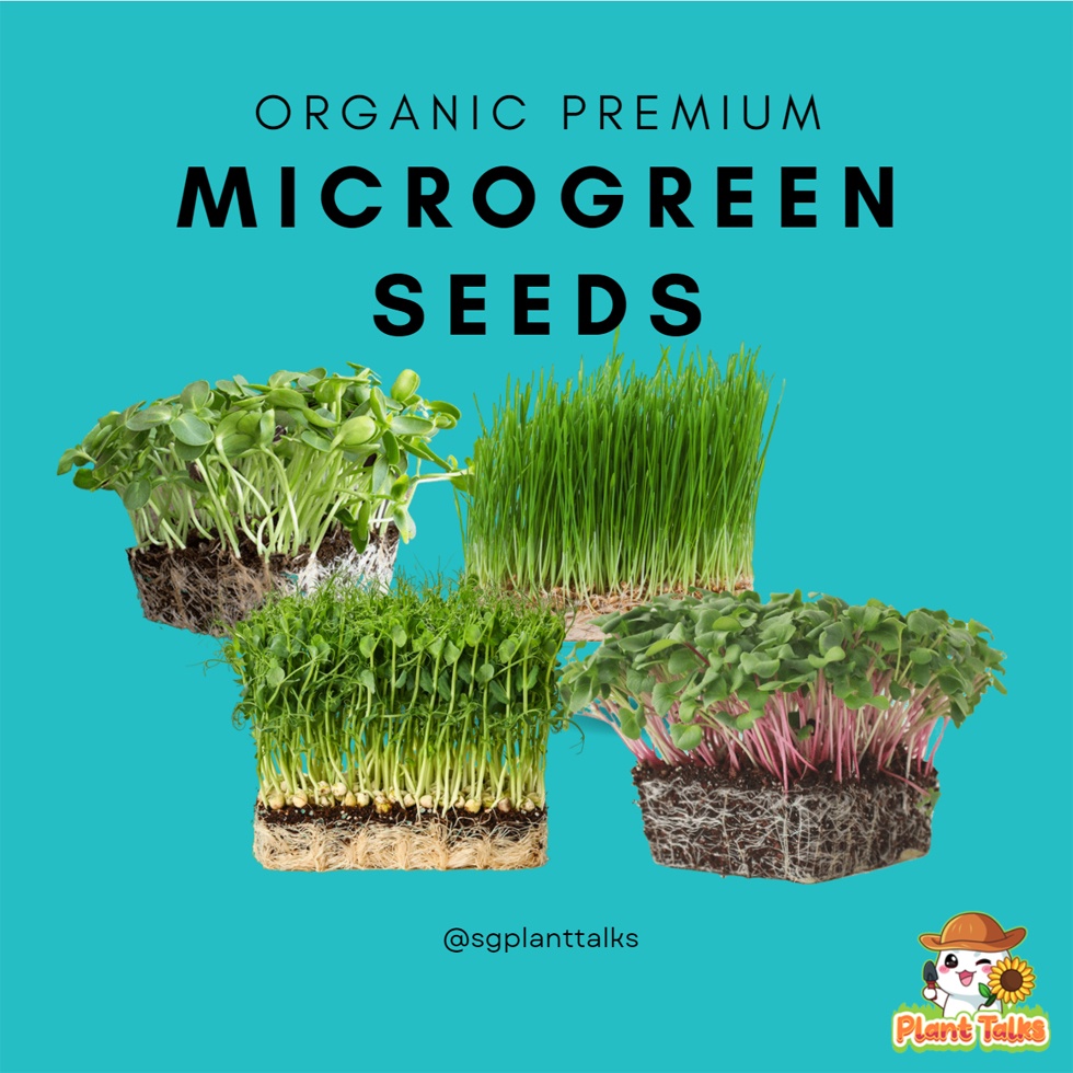 Organic Microgreen Seeds / Maple Pea Seeds / Sunflower Seeds