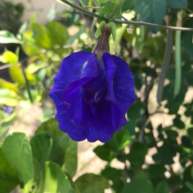 Butterfly Pea Flower Seeds 10 Seed Per Pack Shopee Singapore