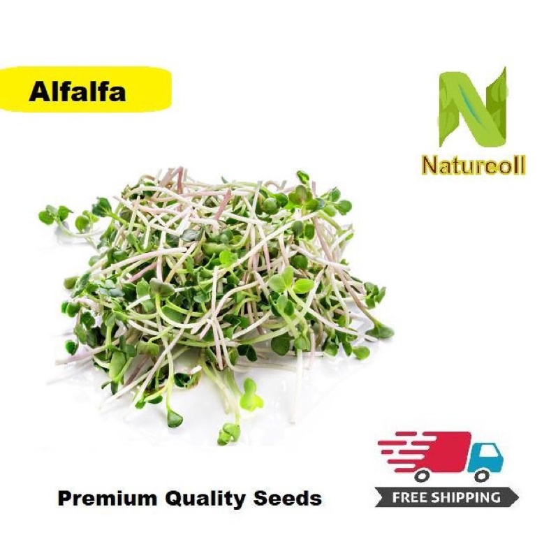 300pcs Alfalfa Seeds (Free Shipment by Choosing Normal Post) Shopee