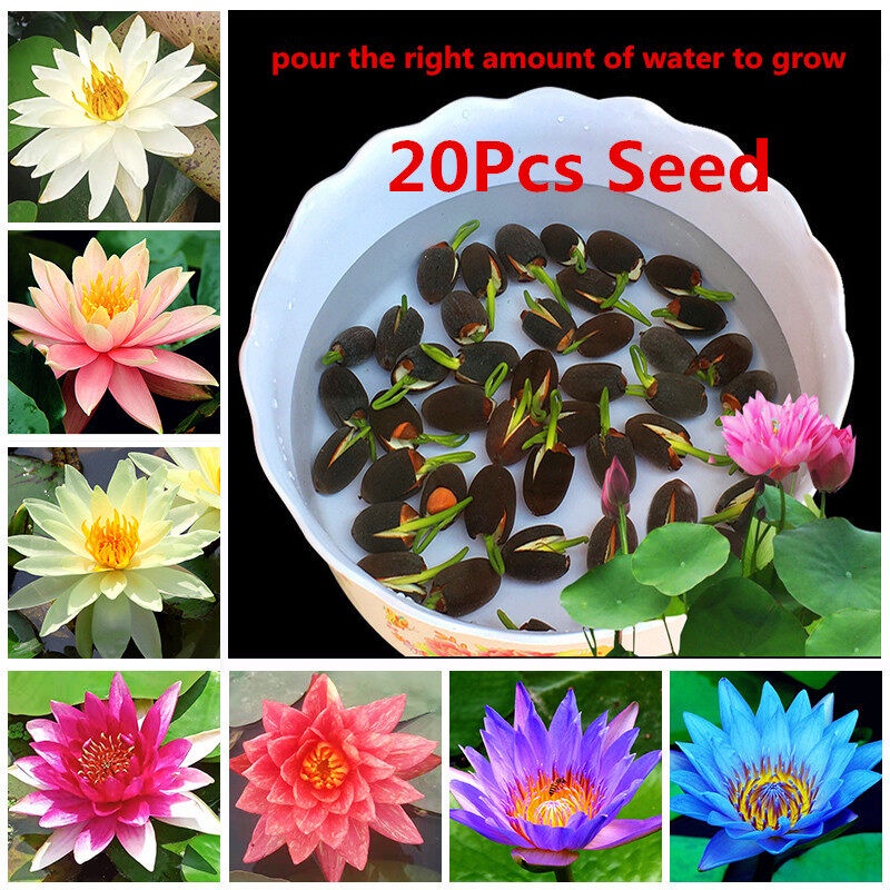 Lotus Water Lily Seed 20 Pcs/bag Indoor Live Plants Pots Bonsai Lotus