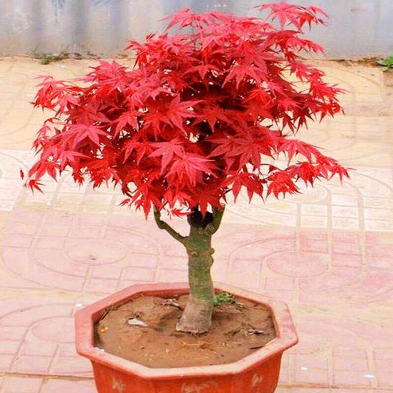 [High Quality Seedings] Bonsai Seeds 50pcs Red Maple Tree Seeds for