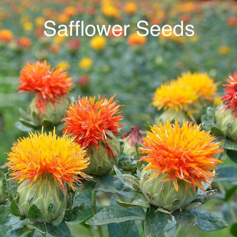 60pcs Safflower Seeds (Free Shipment by Choosing Normal Post) Shopee