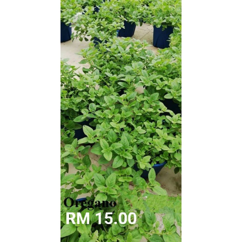 Pokok Oregano (Herb) Shopee Singapore