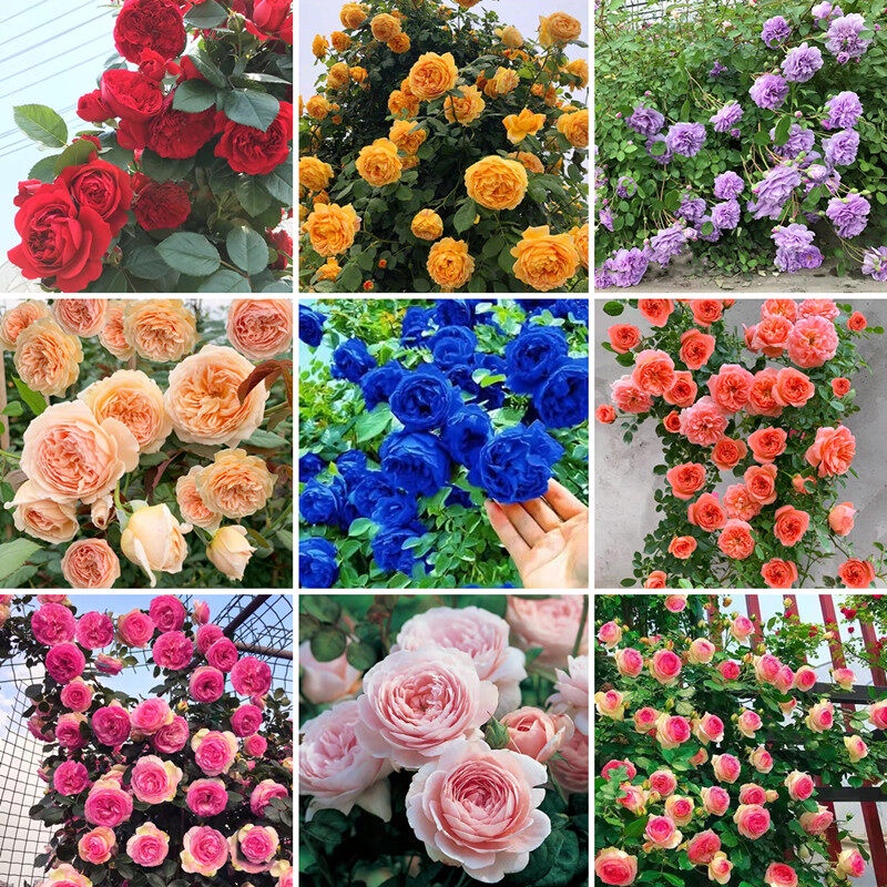 [Easy To Grow In Singapore] 100pcs Climbing Rose Seed Garden Bonsai