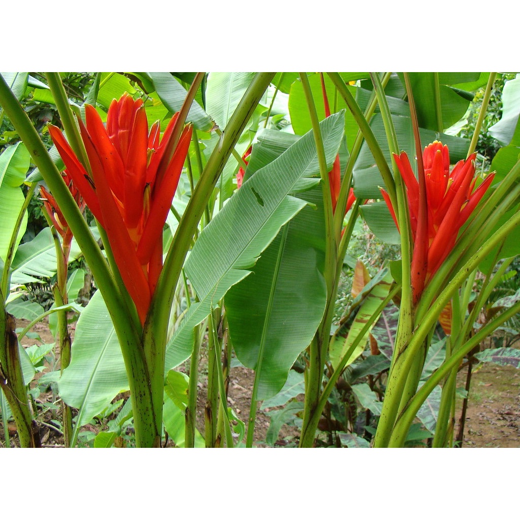 Fresh Heliconia Musa Flower Fresh Flowers Arrangement Online Flower
