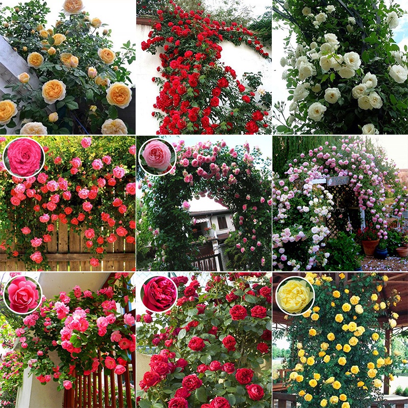 [Fast Germination] Climbing Rose Seeds Flowering Plants Seeds Climbing