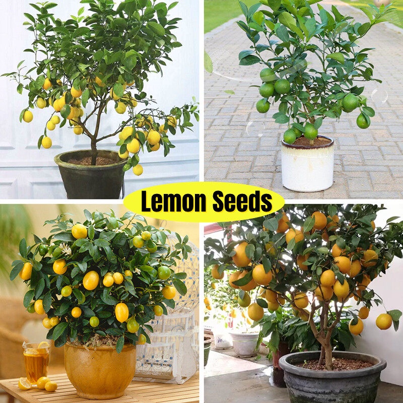 [Easy To Grow In Singapore] 20pcs Dwarf Lemon Tree Plant Seed for Sale