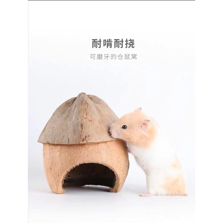SG Ready Stock Bucatstate hamster hideout shelter for hamster Syrian